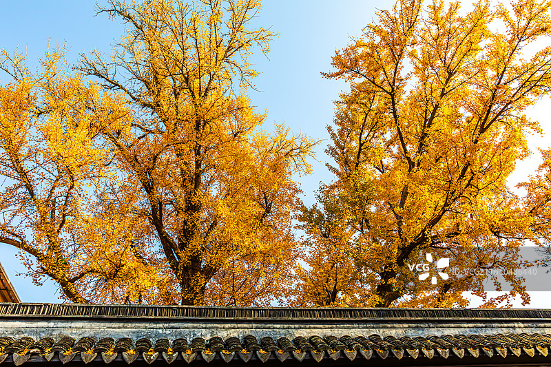 石壁永慧禅寺的秋天图片素材