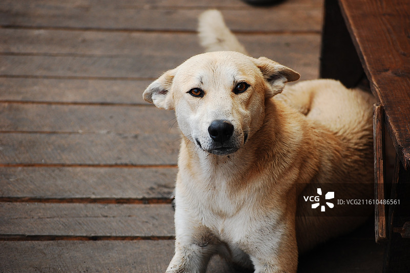 一只浅棕色狗狗趴在木地板上图片素材