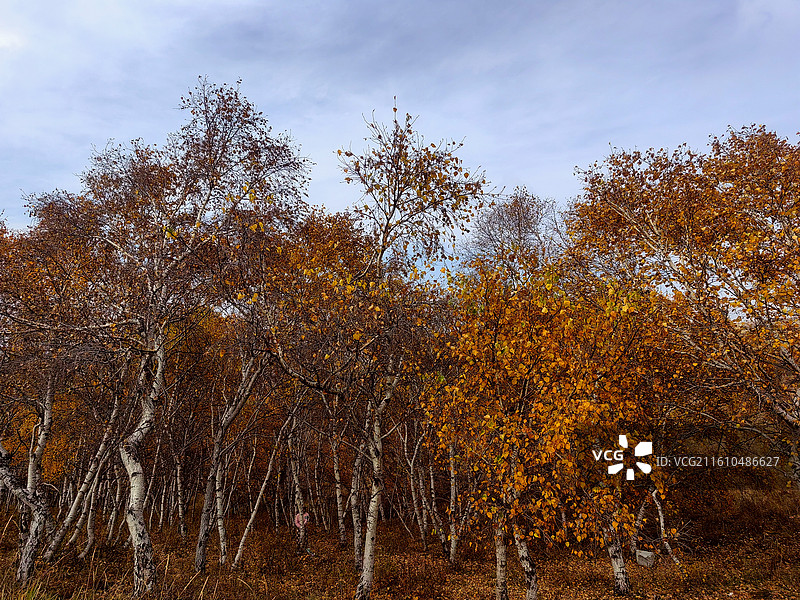 白桦林的秋天——拍摄于呼和浩特赛罕区图片素材