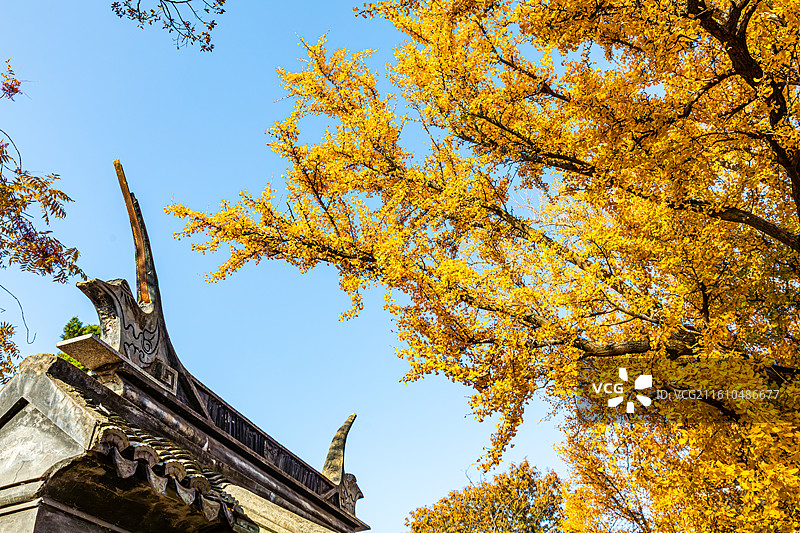 石壁永慧禅寺的秋天图片素材