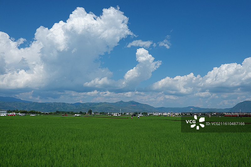 云南大理洱海喜洲古镇：夏天的喜洲稻田图片素材