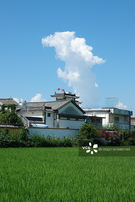 云南大理洱海喜洲古镇：夏天的喜洲稻田图片素材