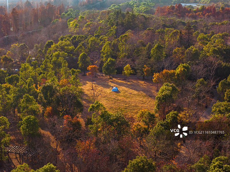 航拍红杉林湿地秋色图片素材