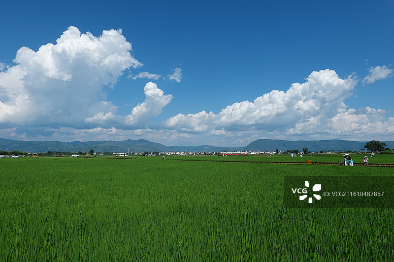 云南大理洱海喜洲古镇：夏天的喜洲稻田图片素材