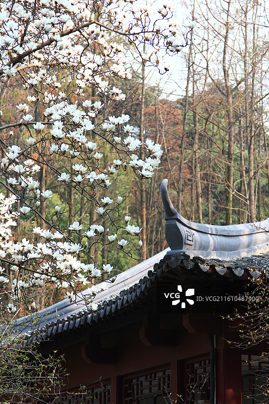 中式建筑的屋檐与盛开的白色玉兰花相映，背景是树林，尽显春日雅致的中式景致图片素材