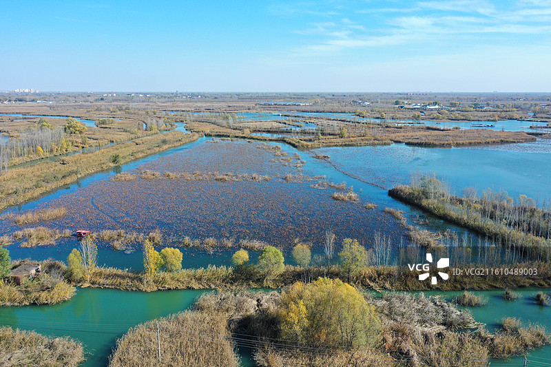 碧水连天映霞光，野鸭掠舞芦花黄  俯身临岸观舟远，银杏红叶风里扬  千岛万湖织洋淀，生态画卷韵悠长图片素材
