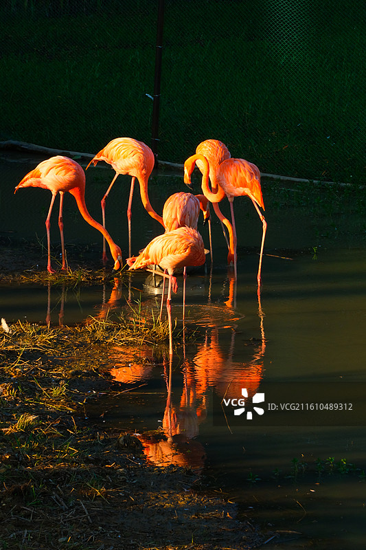 广西南宁南湖公园夕阳下的火烈鸟图片素材