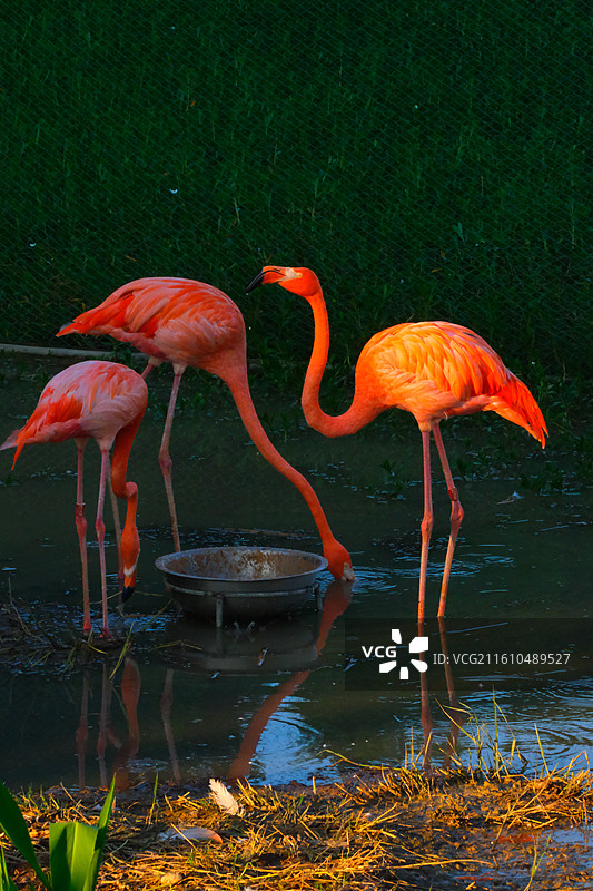广西南宁南湖公园夕阳下的火烈鸟图片素材