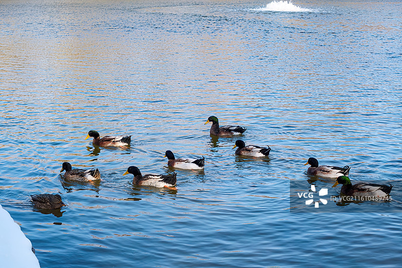 北京市海淀区西二旗中关村软件园公园初雪湖泊里的鸭群图片素材