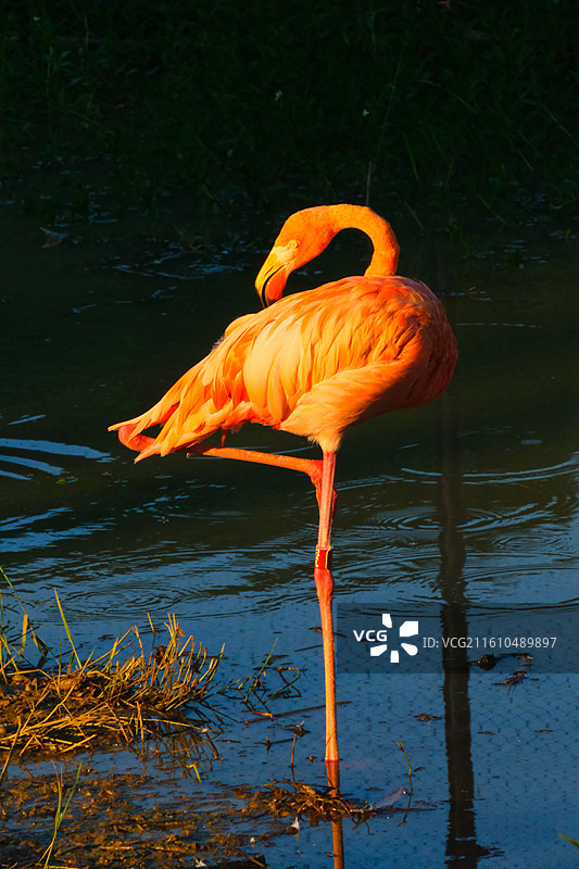 广西南宁南湖公园夕阳下的火烈鸟图片素材