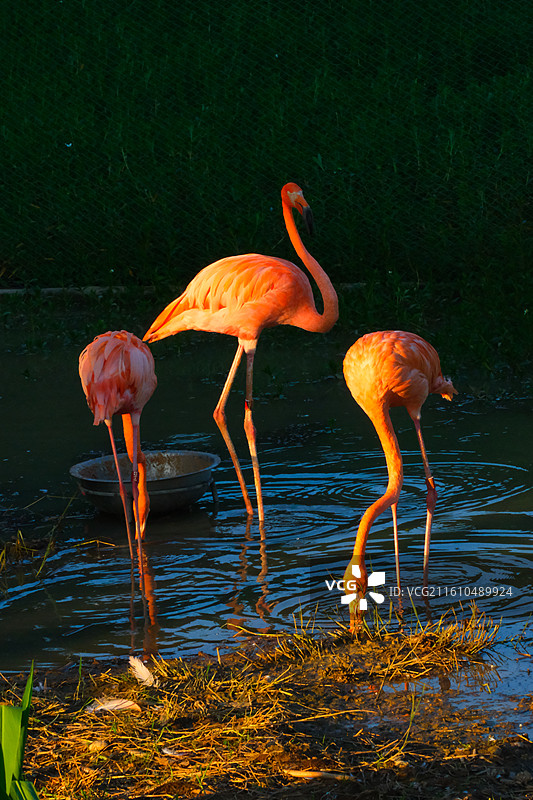 广西南宁南湖公园夕阳下的火烈鸟图片素材