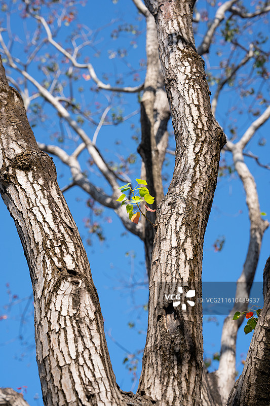 花都九龙湖阿那亚的乌桕图片素材