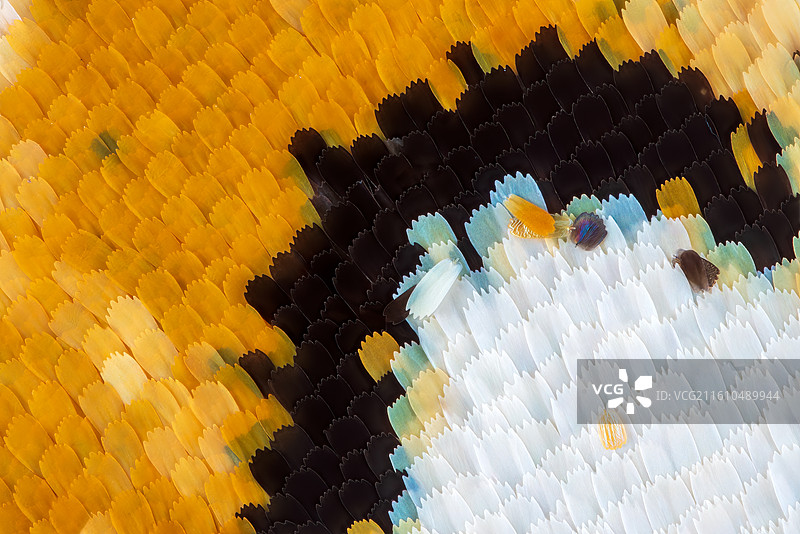 斐豹蛱蝶鳞片10X堆叠图片素材