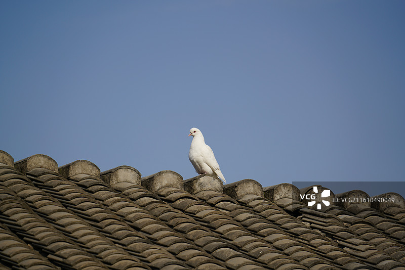 白鸽信鸽鸽子特写瓦片屋顶图片素材