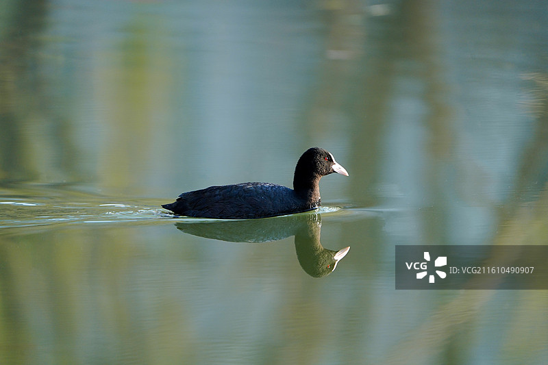 郑州的白骨顶鸡图片素材