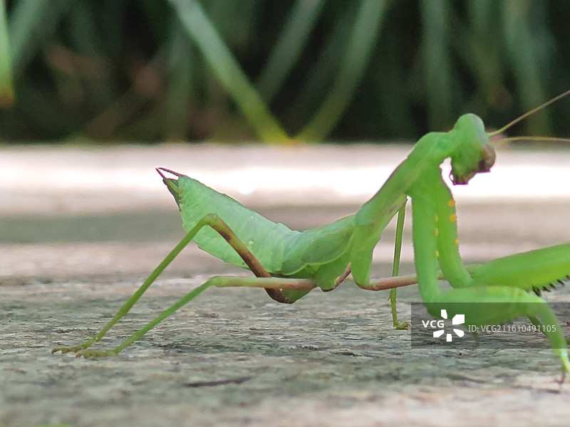 草地上的螳螂特写镜头，螳螂图片素材