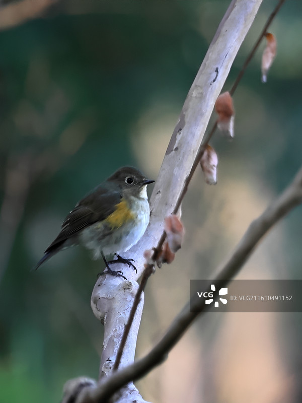 枝头的红胁蓝尾鸲图片素材