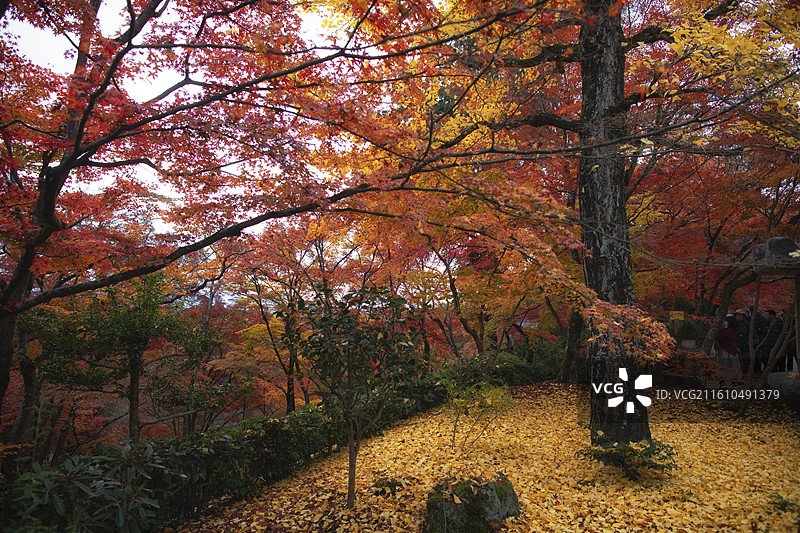 日本京都常寂光寺的秋季风光图片素材