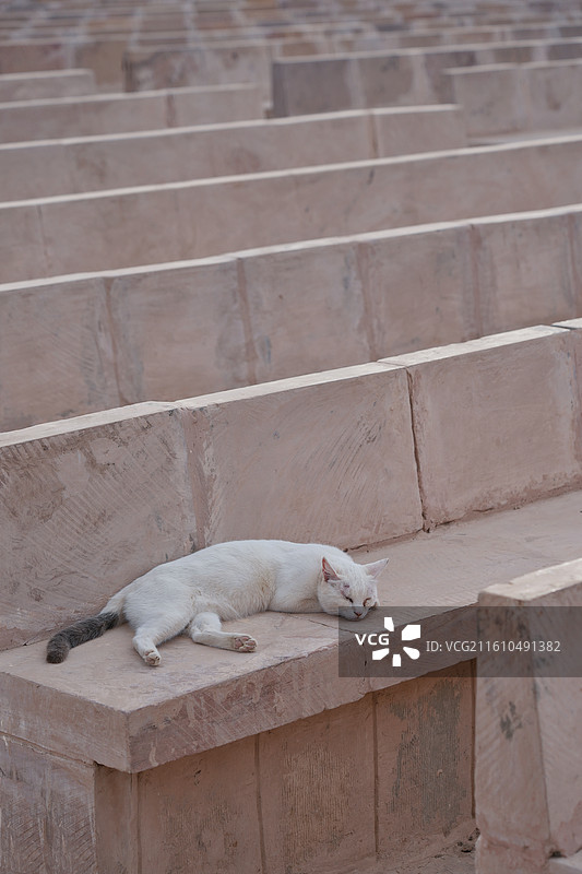 埃及伊西丝神庙/菲莱神庙里的猫图片素材