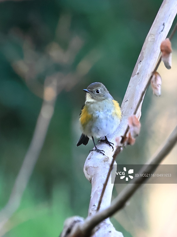 枝头的红胁蓝尾鸲图片素材