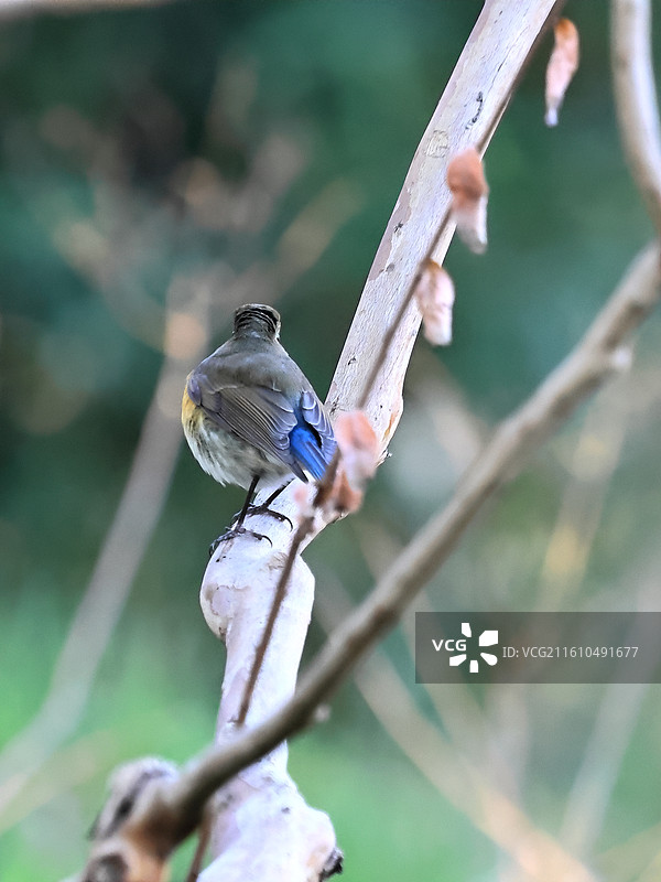 枝头的红胁蓝尾鸲图片素材