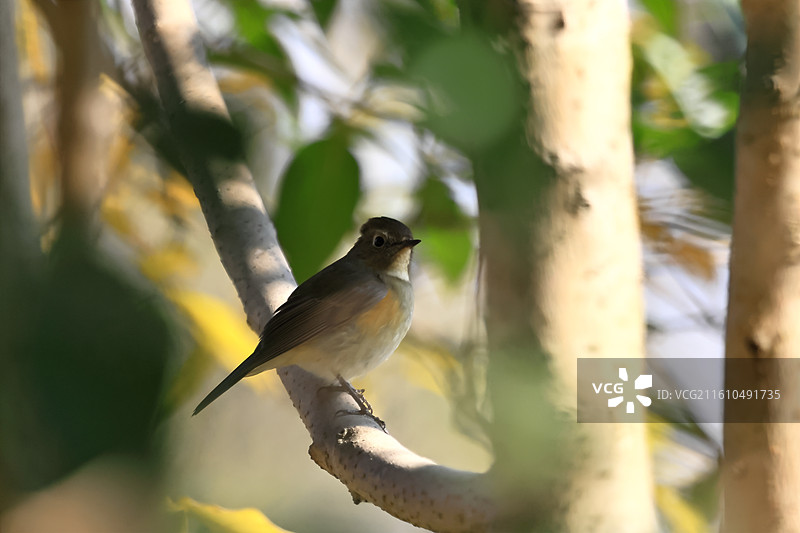 枝头的红胁蓝尾鸲图片素材