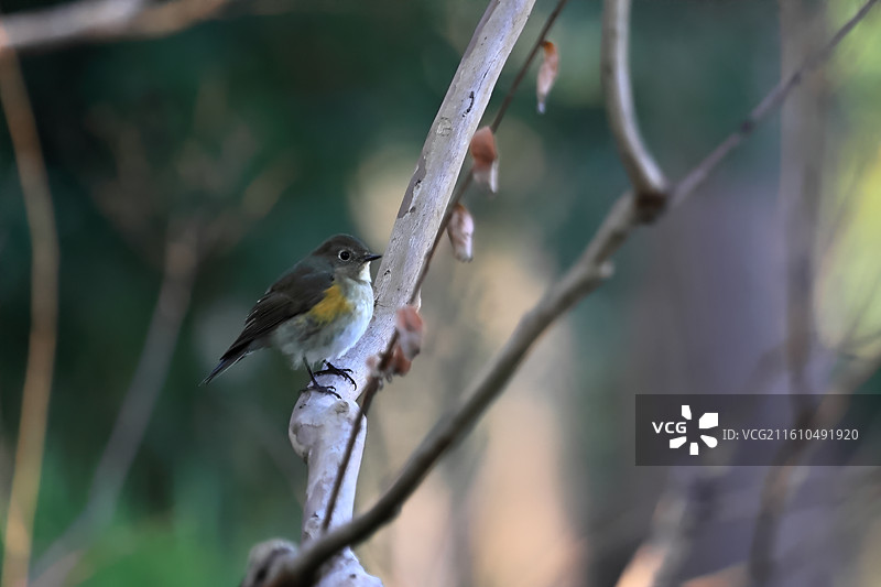 枝头的红胁蓝尾鸲图片素材