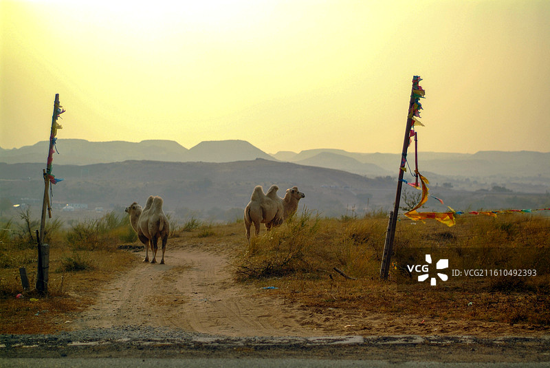 黄昏时分的骆驼群与土路图片素材