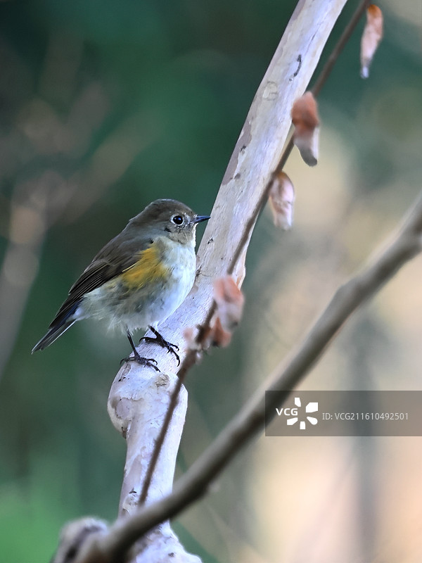 枝头的红胁蓝尾鸲图片素材