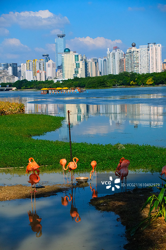 南湖公园的火烈鸟图片素材