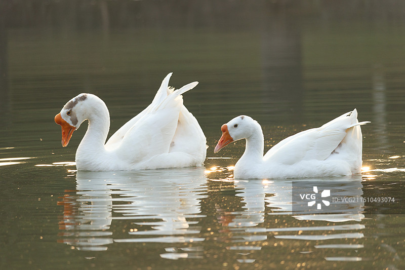 湖面游弋的大白鹅图片素材