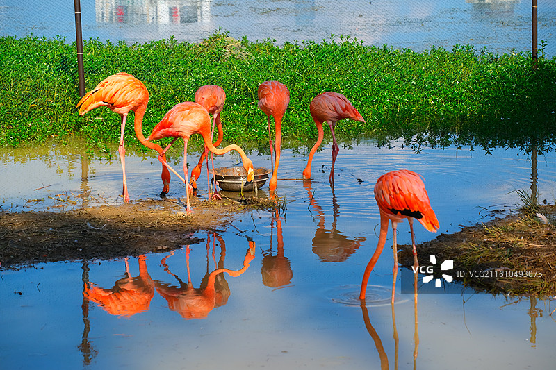 南湖公园的火烈鸟图片素材