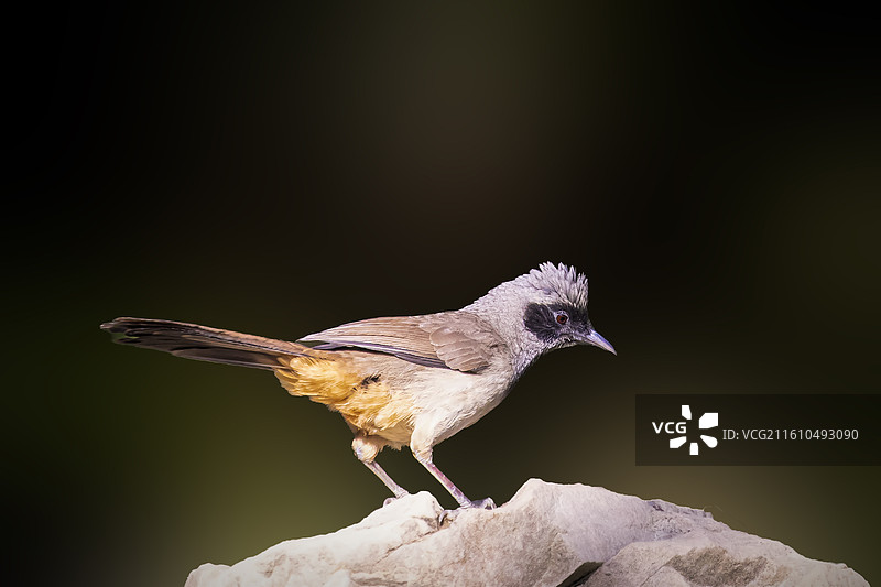 黑脸噪鹛图片素材