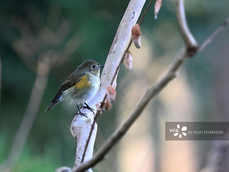枝头的红胁蓝尾鸲图片素材