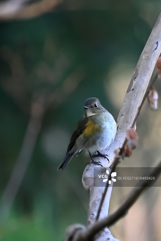枝头的红胁蓝尾鸲图片素材