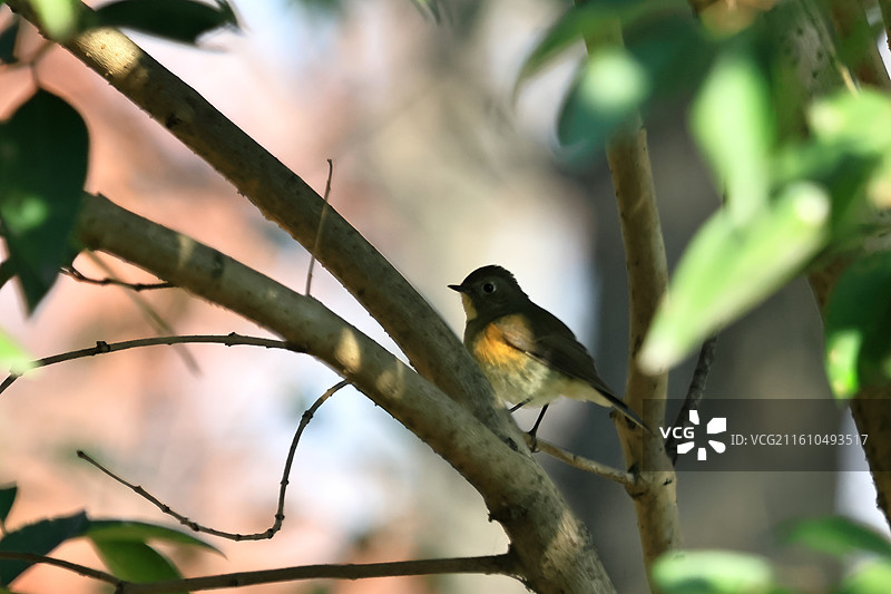 枝头的红胁蓝尾鸲图片素材