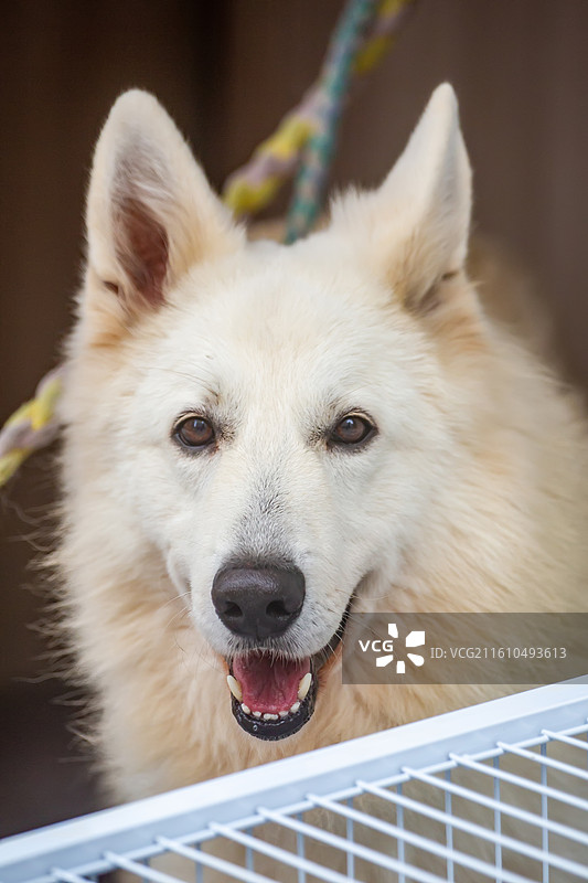 四川省绵阳市萌宠之狗图片素材