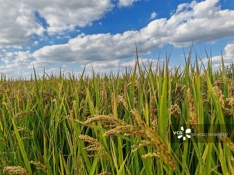 水稻成熟时期的农村，蓝天白云下的稻田，水稻田，高产水稻，农业，丰收图片素材