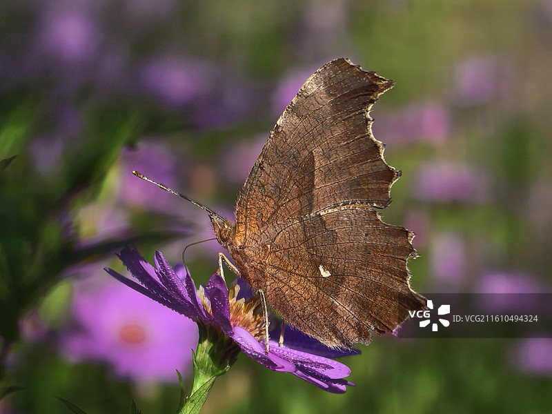 蝴蝶采花蜜图片素材