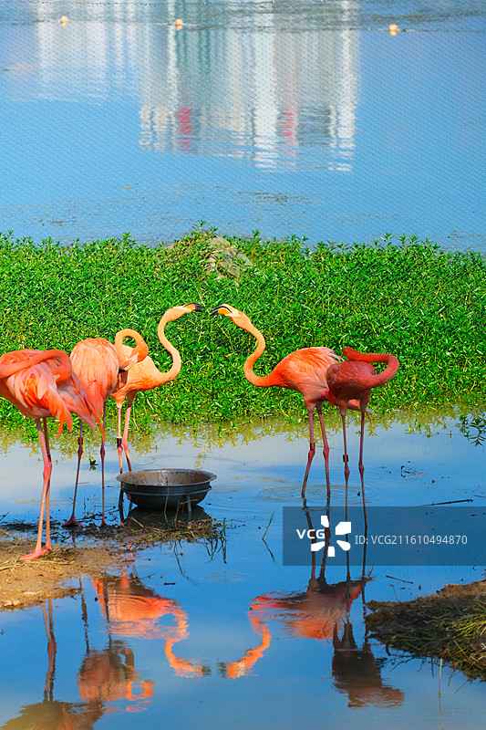南湖公园的火烈鸟图片素材