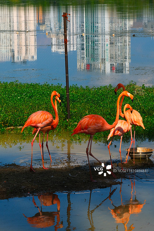 南湖公园的火烈鸟图片素材