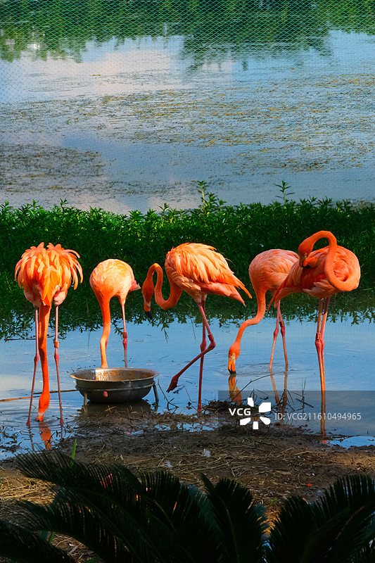 南湖公园的火烈鸟图片素材