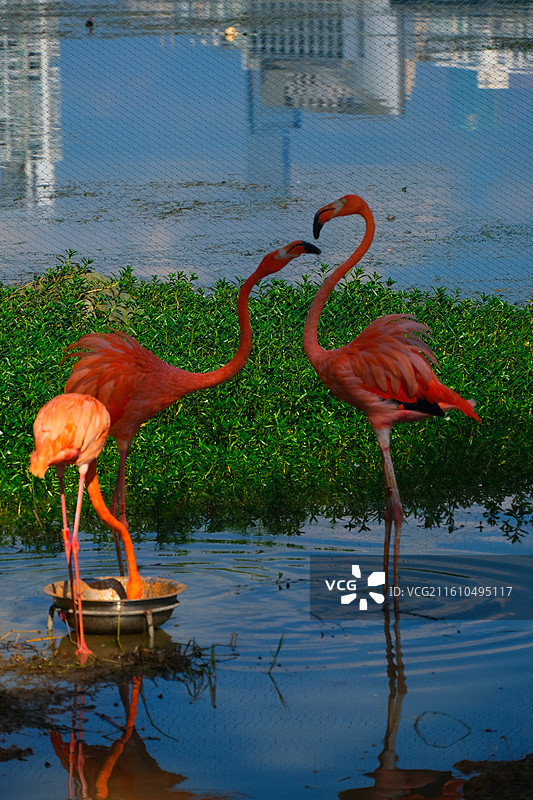 南湖公园的火烈鸟图片素材
