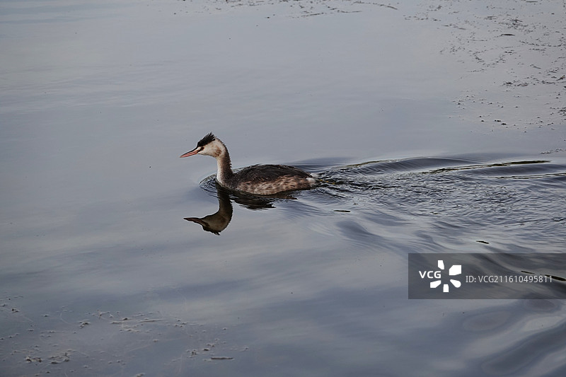 凤头䴙䴘图片素材