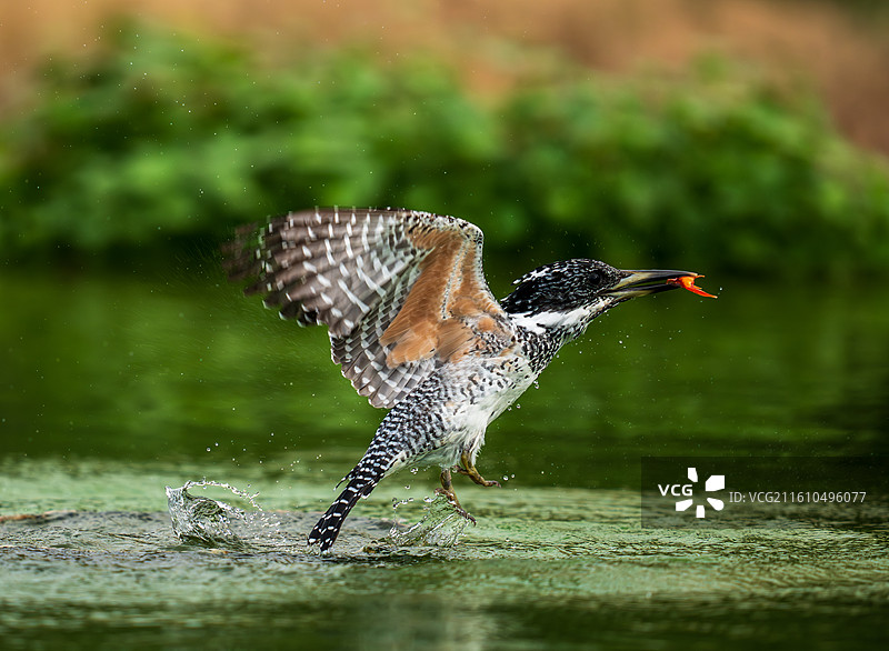 冠鱼狗捕鱼图片素材
