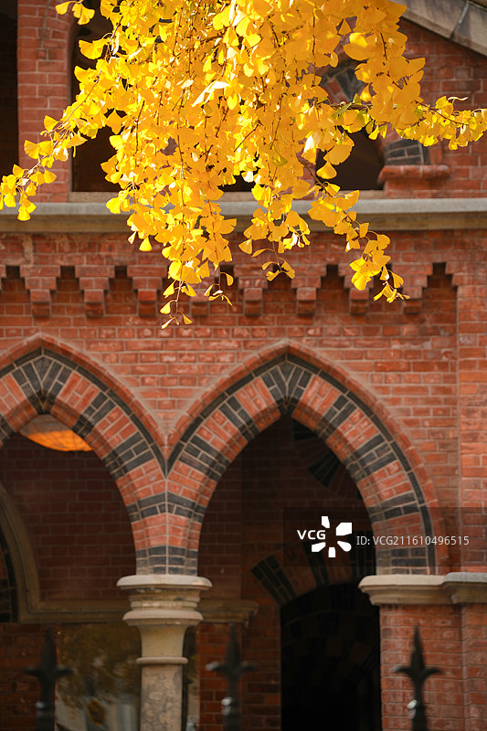 上海圣三一堂秋冬植物银杏与历史保护建筑教堂同框图片素材