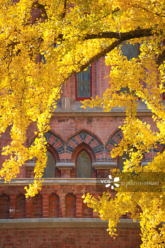 上海圣三一堂秋冬植物银杏与历史保护建筑教堂同框图片素材