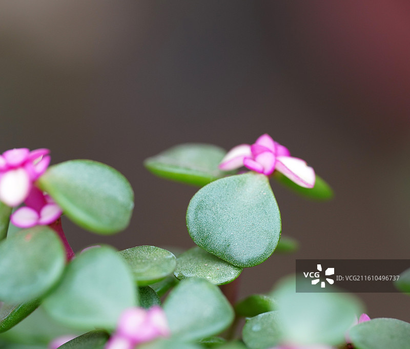 金枝玉叶马齿苋微距细节特写图片素材