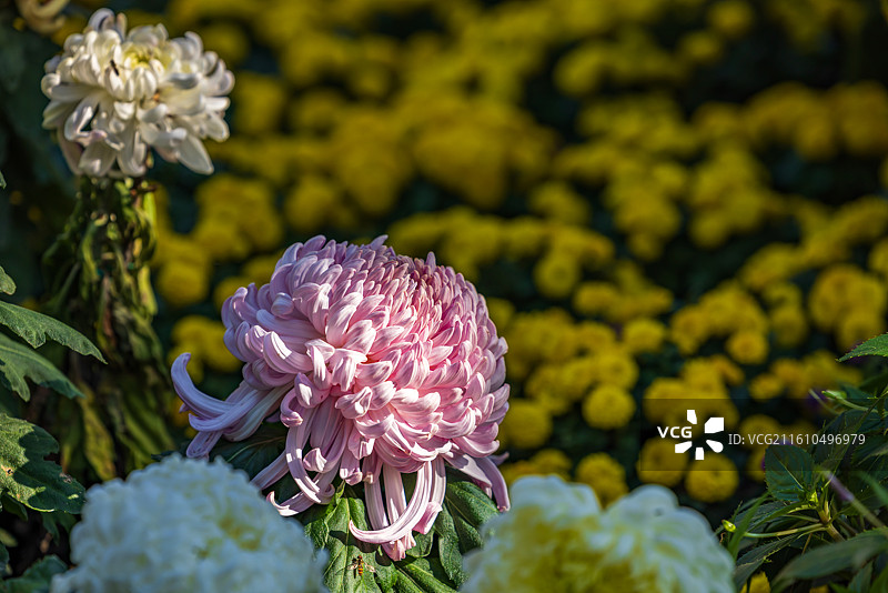 无锡市惠山古镇锡惠胜境秋季菊花展开幕图片素材