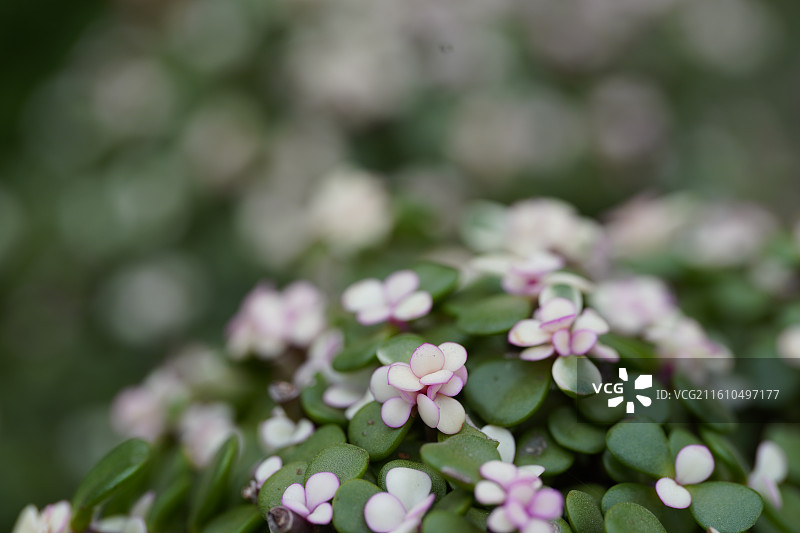 金枝玉叶马齿苋微距细节特写图片素材